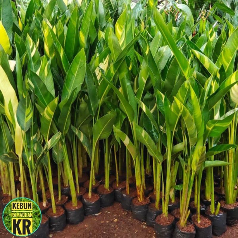 Tanaman Hias Pisang Helicornia Varigata Bunga Orange Pisang Berbunga