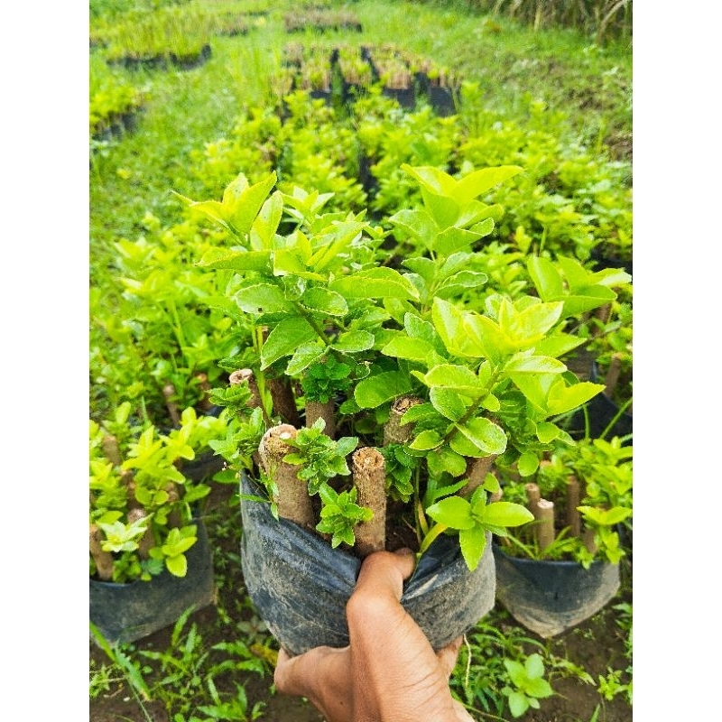 bonsai sancang siap program berakar