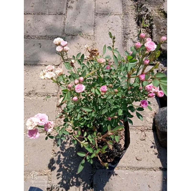 Mawar baby rose Minions dewasa rimbun murah