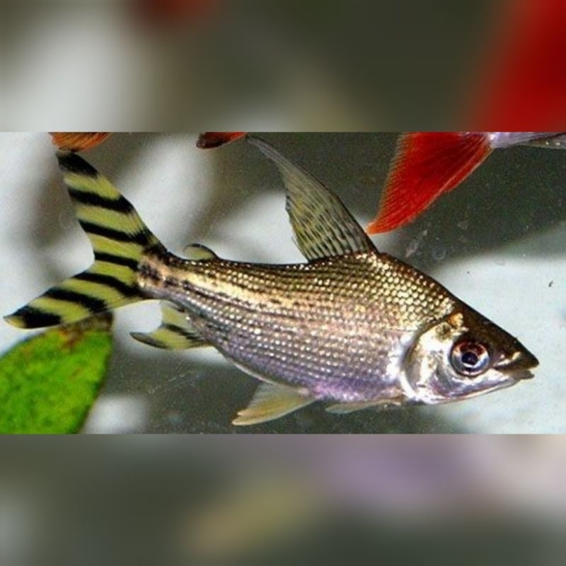 Ikan Hias Yellow Feifeng YFF Yellow Flagtail Pembersih Aquarium Hiasan Aquarium Kolam Tank Aquascape