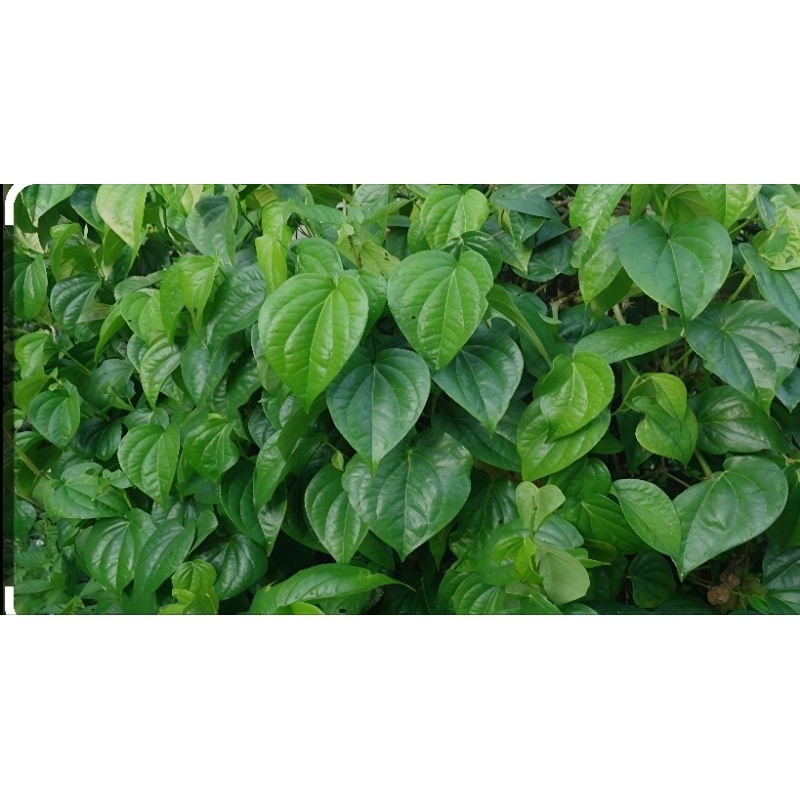 

DAUN SIRIH HERBAL ISI 20 LEMBAR DI PETIK KETIKA ADA YG PESAN