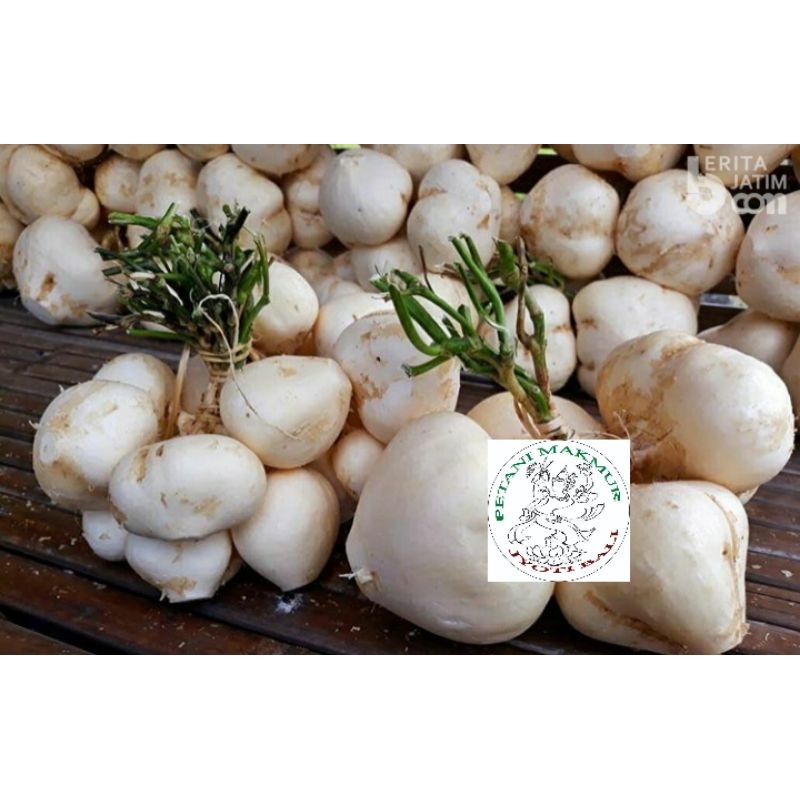 

JYOTI BENGKOANG 1 KG