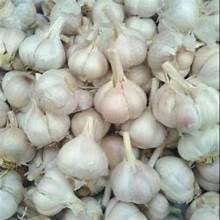 

bawang putih kating 1 kg, 5 kg