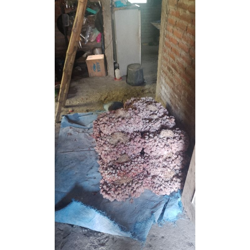 10 kilo bibit bawang merah varietas unggul tajuk tailan Nganjuk