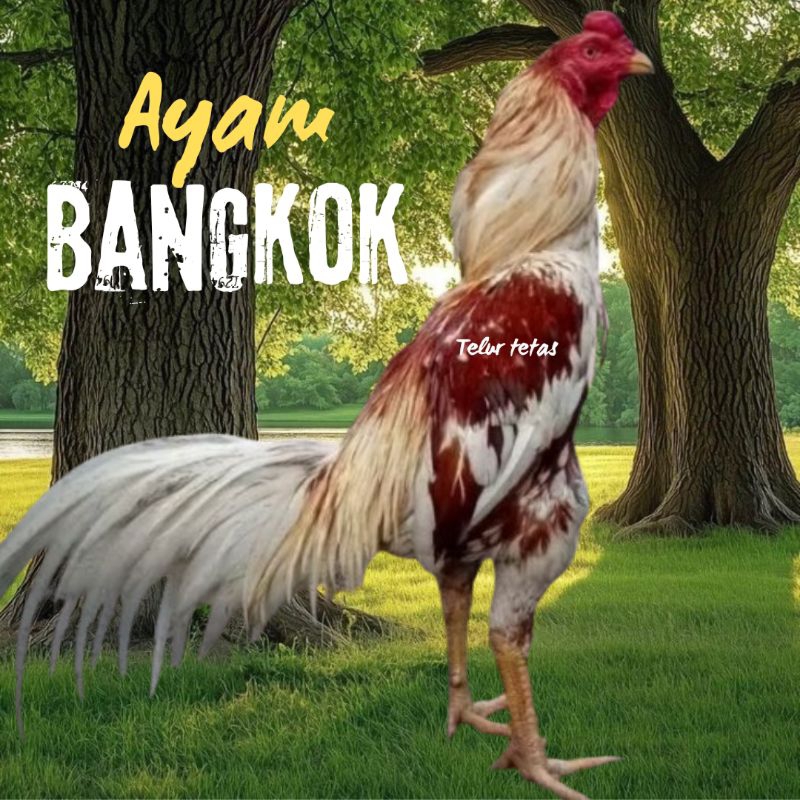 telur ayam bangkok thailand untuk di tetaskan