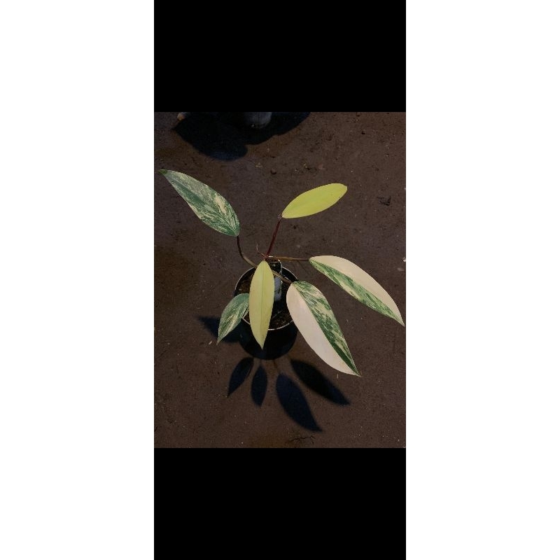 philodendron strawberry shake