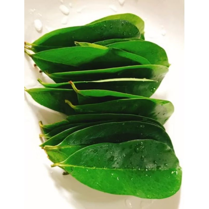 

Daun sirsak fresh segar di petik jiga ada pesanan