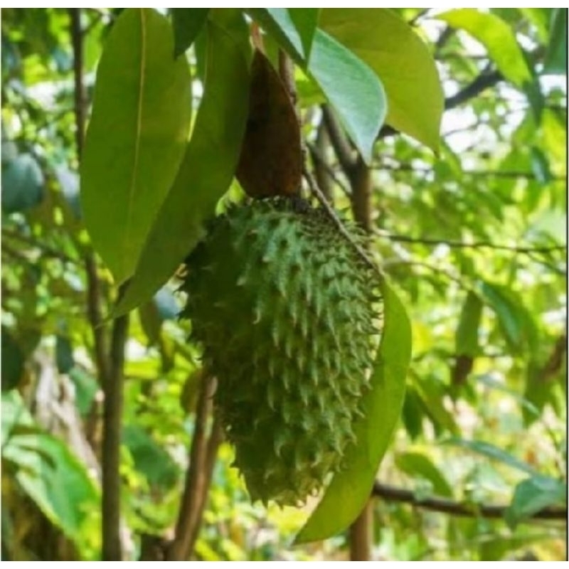 

Daun Sirsak 50 lembar langsung petik