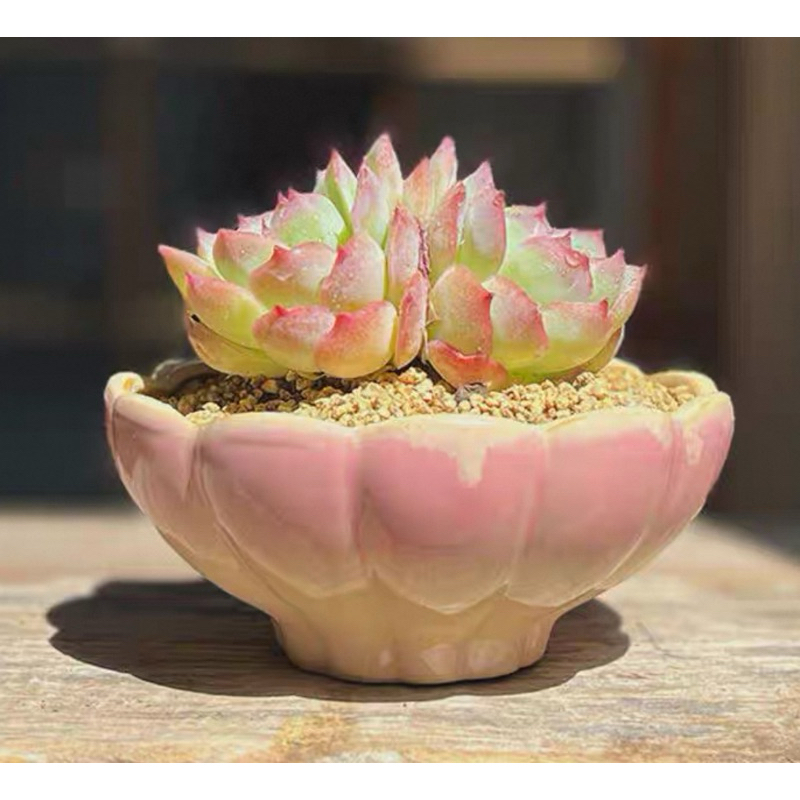 Pot sekulen/kaktus teratai pink  versiDm 12 cm besar(1)