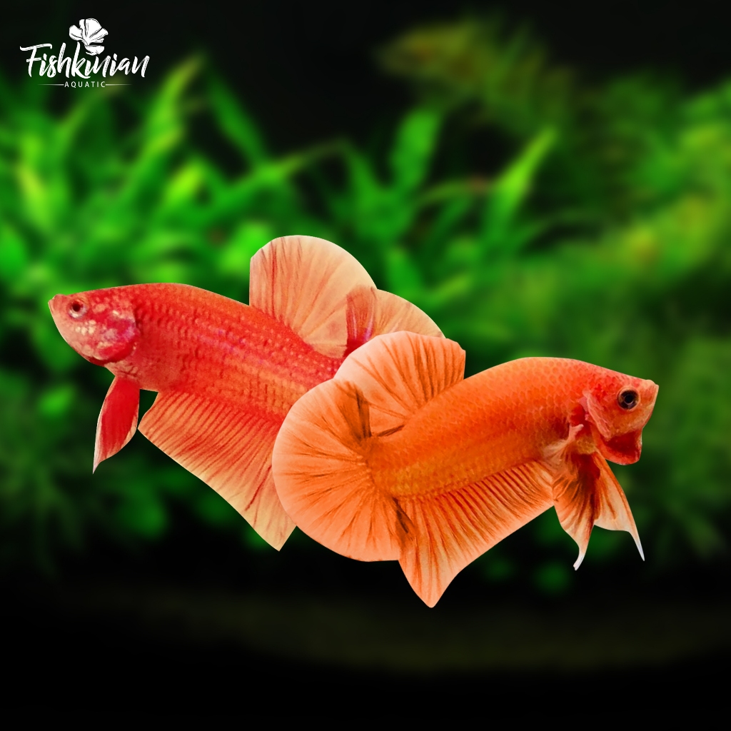 Ikan Cupang Plakat (PK) Orange GRADE A