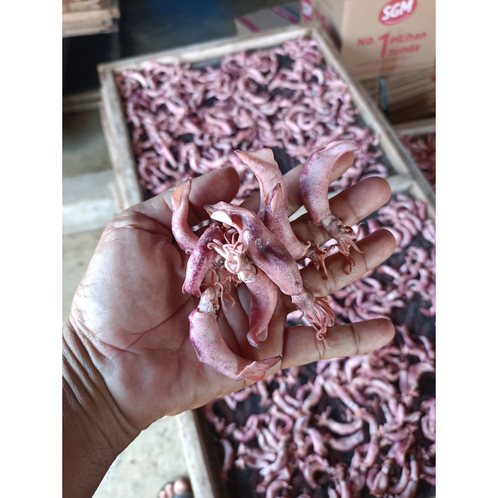 

Cumi Jarum Premium | 250gr-1000gr | kualitas premium