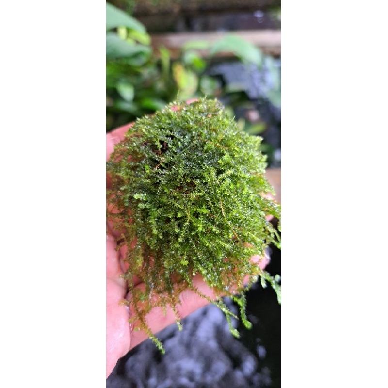 wabikusa mos weeping