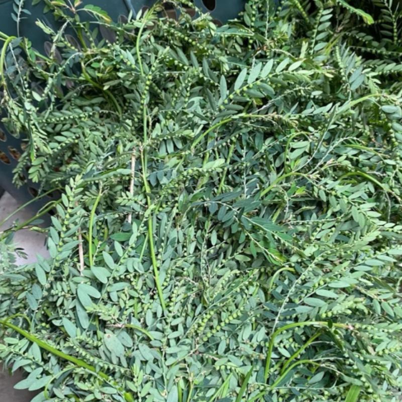 

Daun Meniran Segar 250 gram