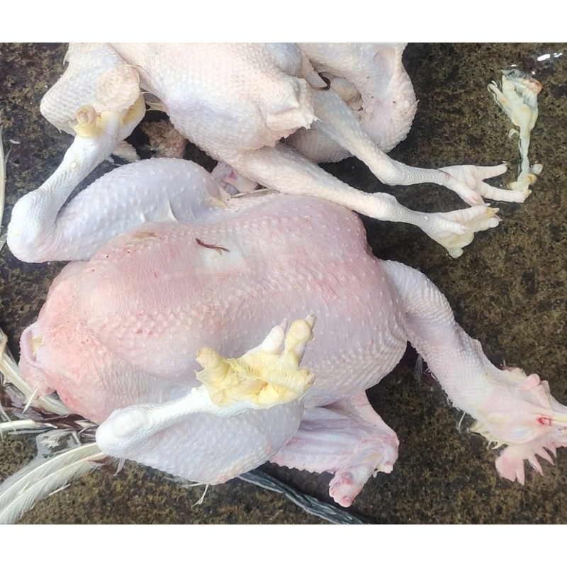 

ayam boiler/ayam negri berat 1.3-1.5kg