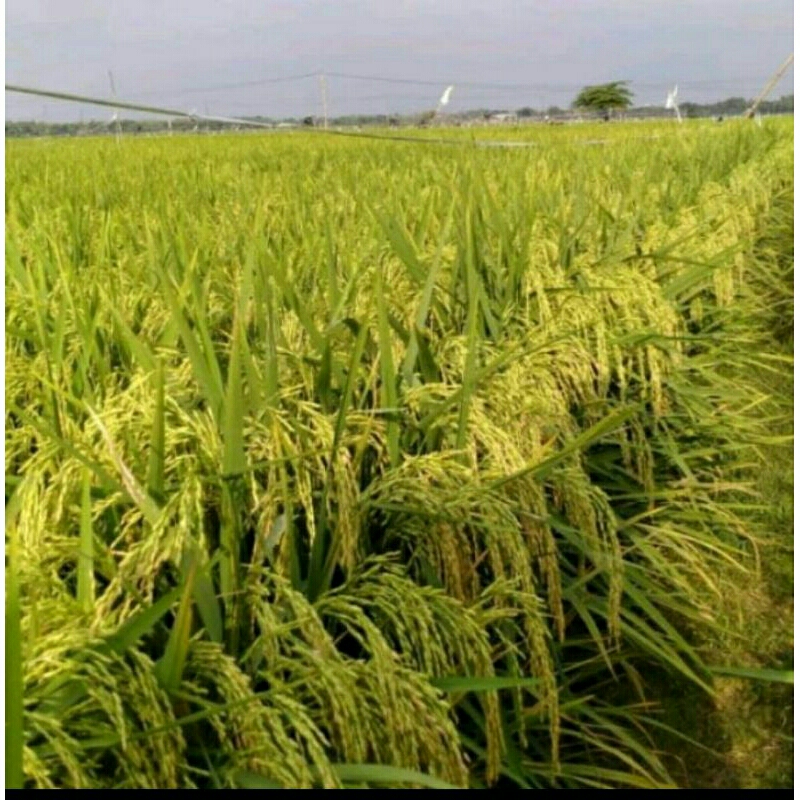 BENIH PADI UA 12 SIGUPAI KEMASAN 5KG