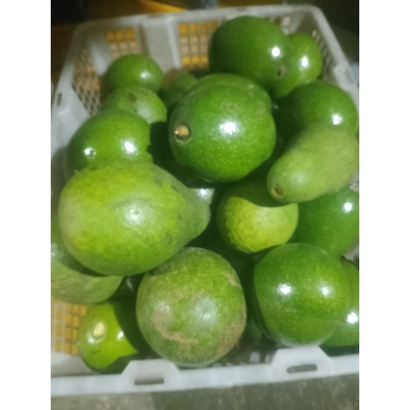

Buah Alpukat Bagus 1 Kg
