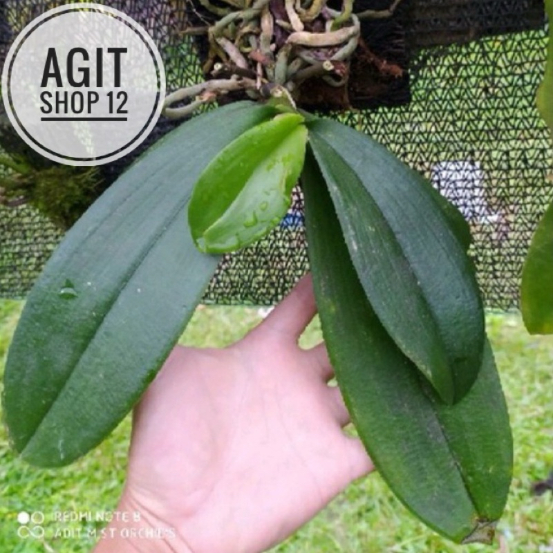 Anggrek Bulan Phalaenopsis Amabilis Anggrek Amabilis