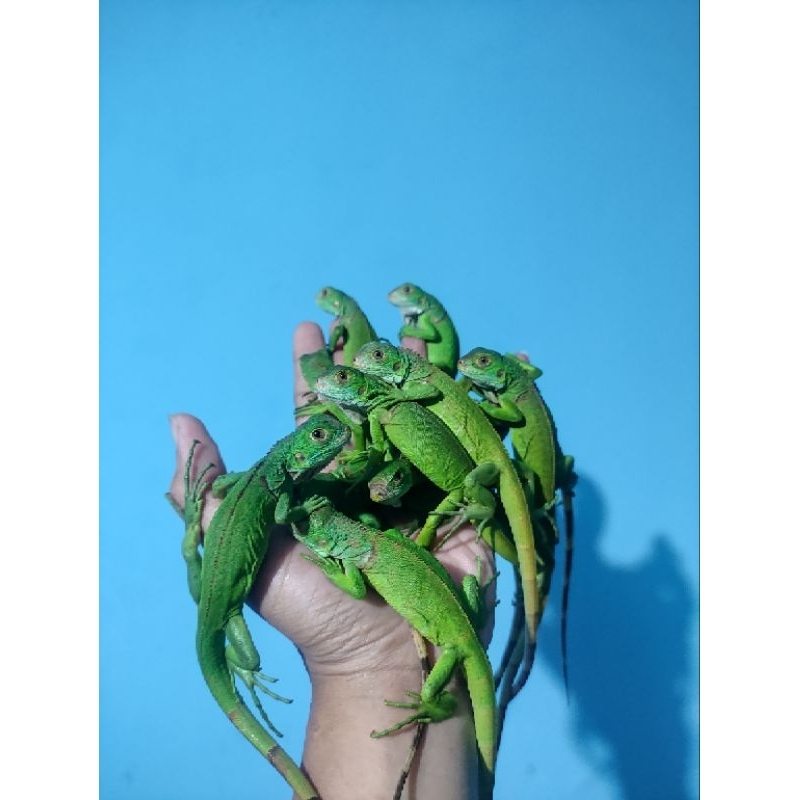 mainan green iguana