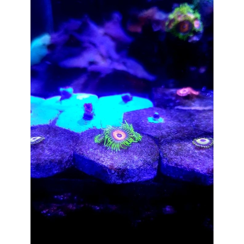 Coral Zoa Sunflower