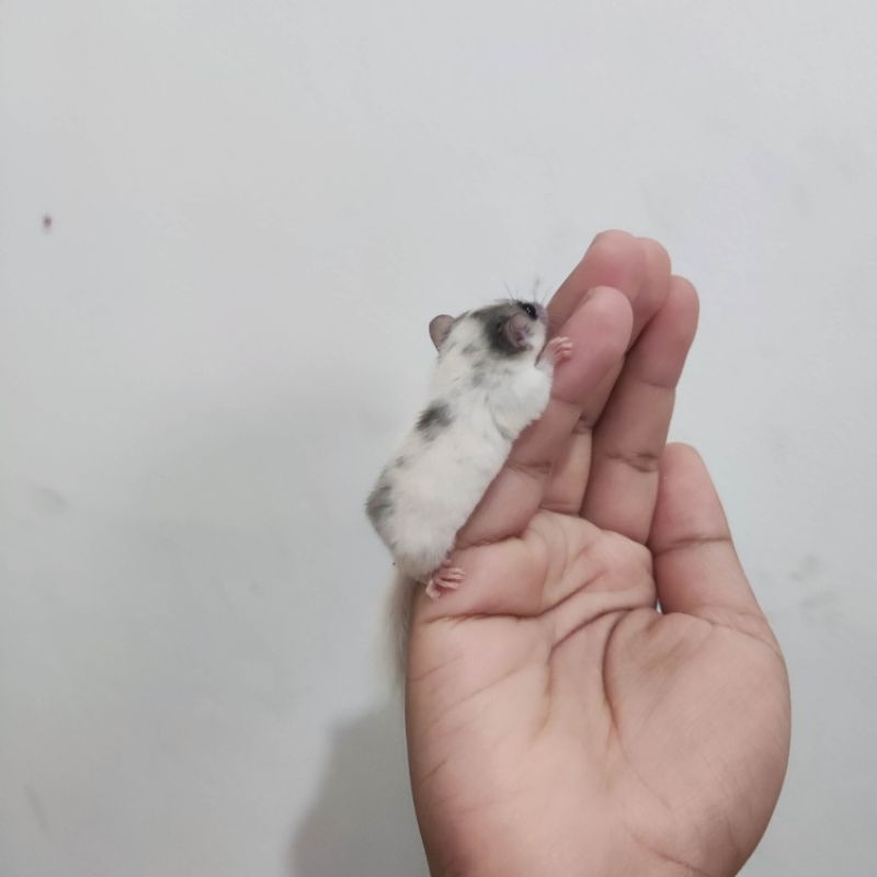 african pygmy dormice snow mask