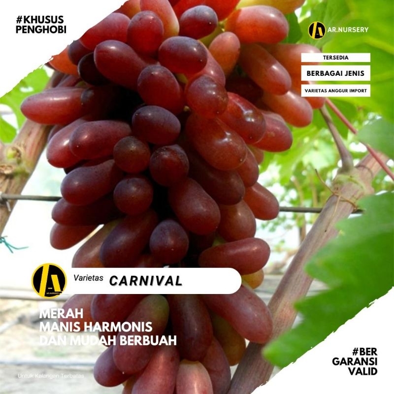 Bibit Anggur Import Carnival