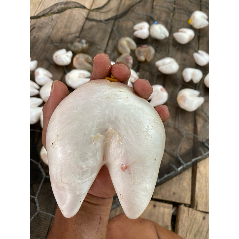 Gelembung ikan Buntal duri