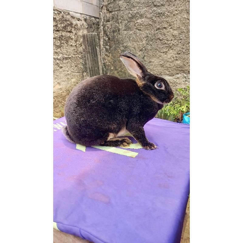 Kelinci Rex bulu karpet jantan dewasa (minus-1).