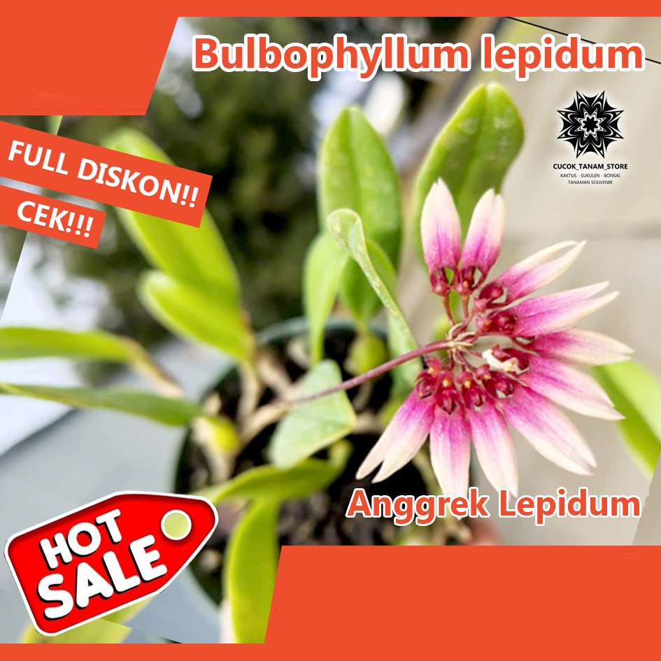 Anggrek lepidum. Bulbophyllum lepidum. Rajin berbunga.