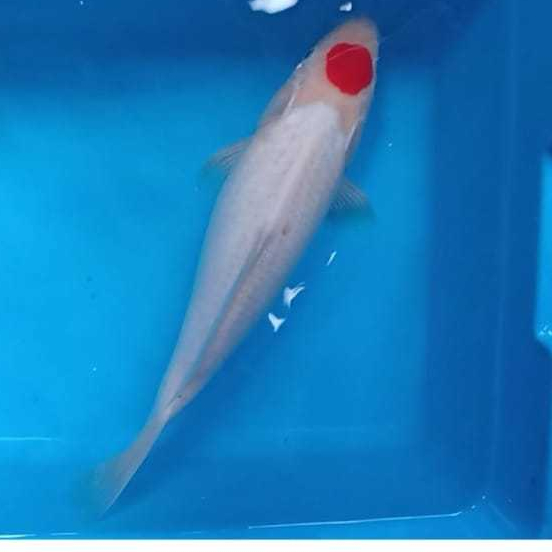 Ikan Koi Jumbo Tanco Tancho
