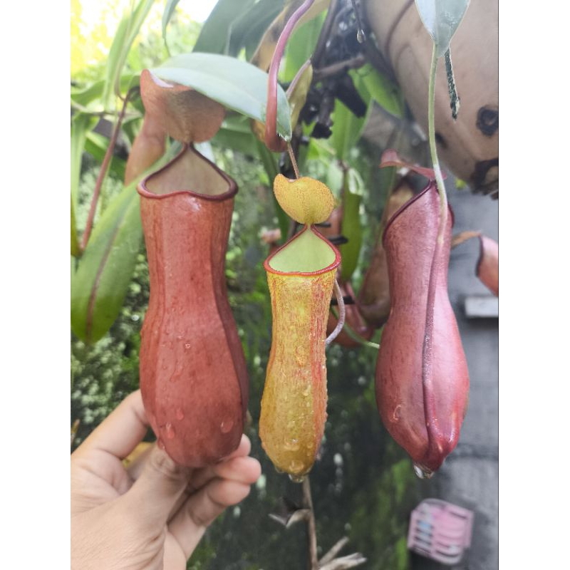 Raflezia Maxima X Reindtwartiana Nepenthes Tanaman Karnivora Tanaman Hias Unik