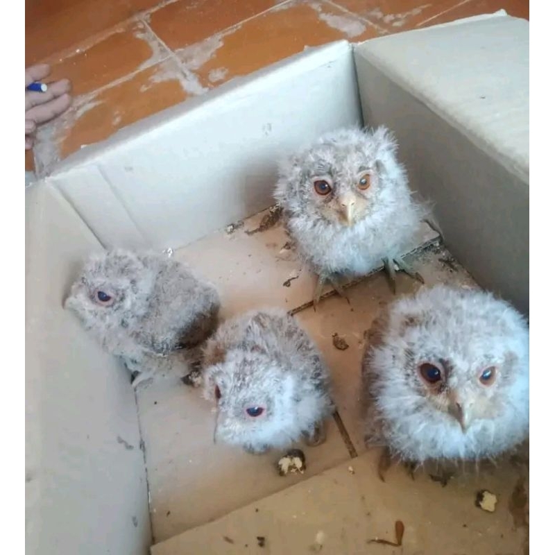 Burung hantu celpuk mini anakan