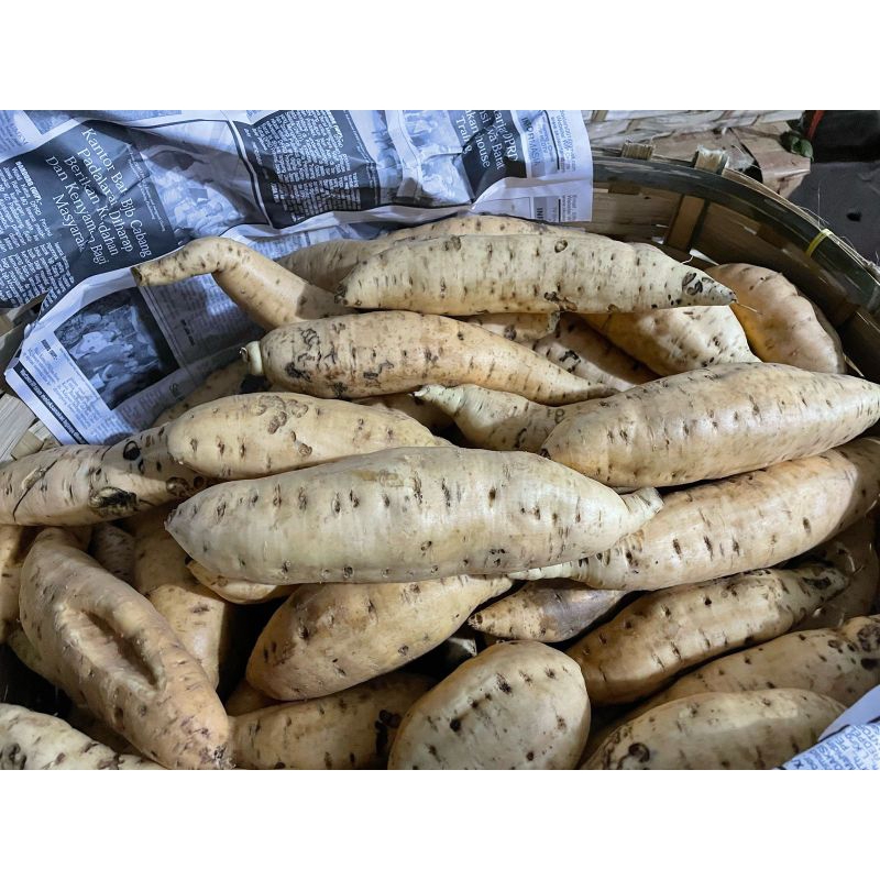 

TERMURAH DI SHOPEE-- UBI CILEMBU/UBI MADU ASLI DARI CIlEMBU
