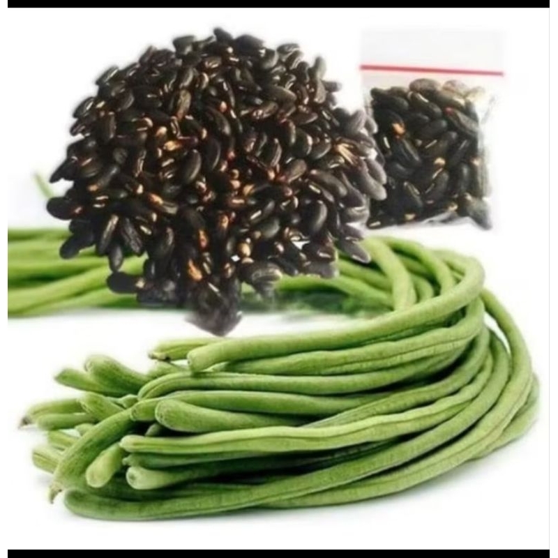 

bibit kacang panjang