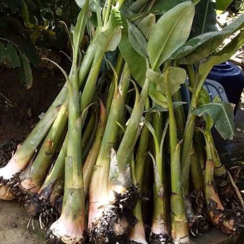 bibit pisang kepok kuning