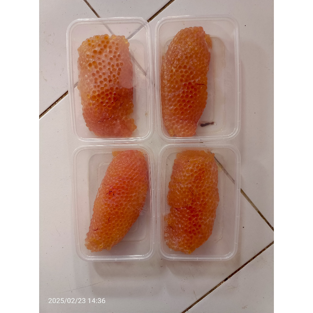 Telur ikan Sembilang