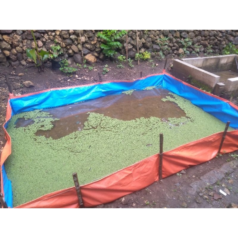 Azolla sp/ Tanaman Air/ Pakan Ternak/ Pakan Alternatif Ternak/ Pakan Alami/ Pakan Lele/ Pakan Ayam/ 