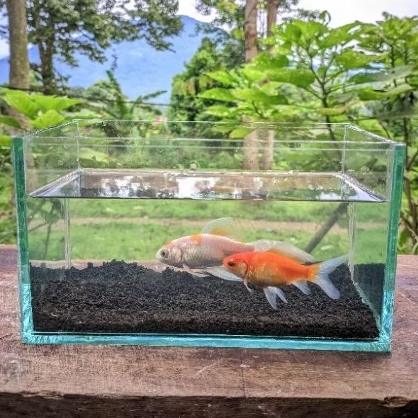 AKUARIUM MINI 20X11X11 CM UNTUK IKAN CHANA LIMBATA, OSKAR,MANFISH
