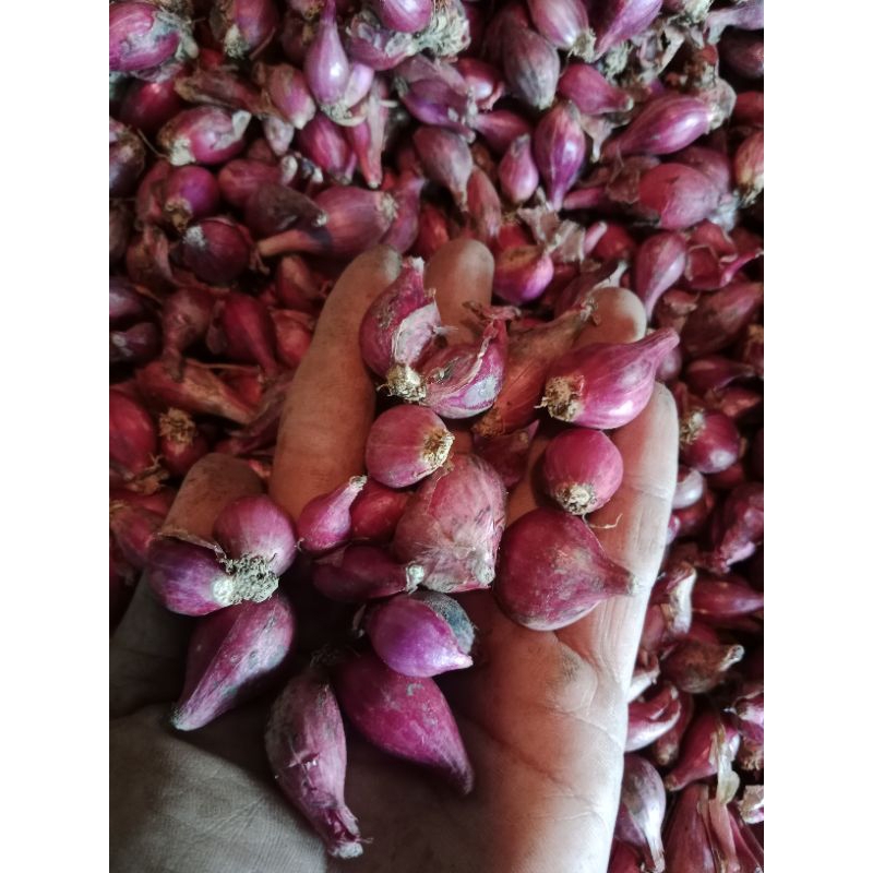 

Bawang merah Brebes sedang Campur kecil 1kilo