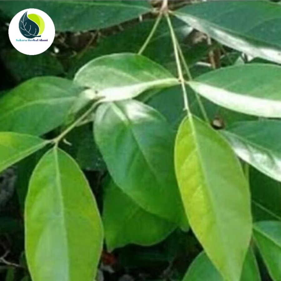 

daun salam segar per 250grm
