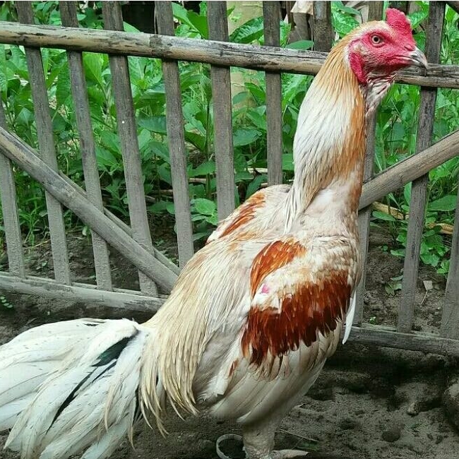 Glaciaamart Telur Fertil Telur Tetas Ayam Aduan Plucker Cros Koyngon