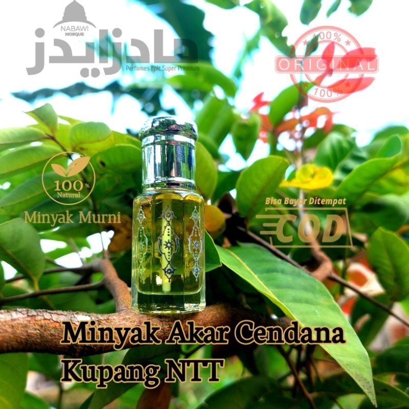 Minyak Cendana Kupang NTT Murni | Minyak Akar Cendana Kupang Alami