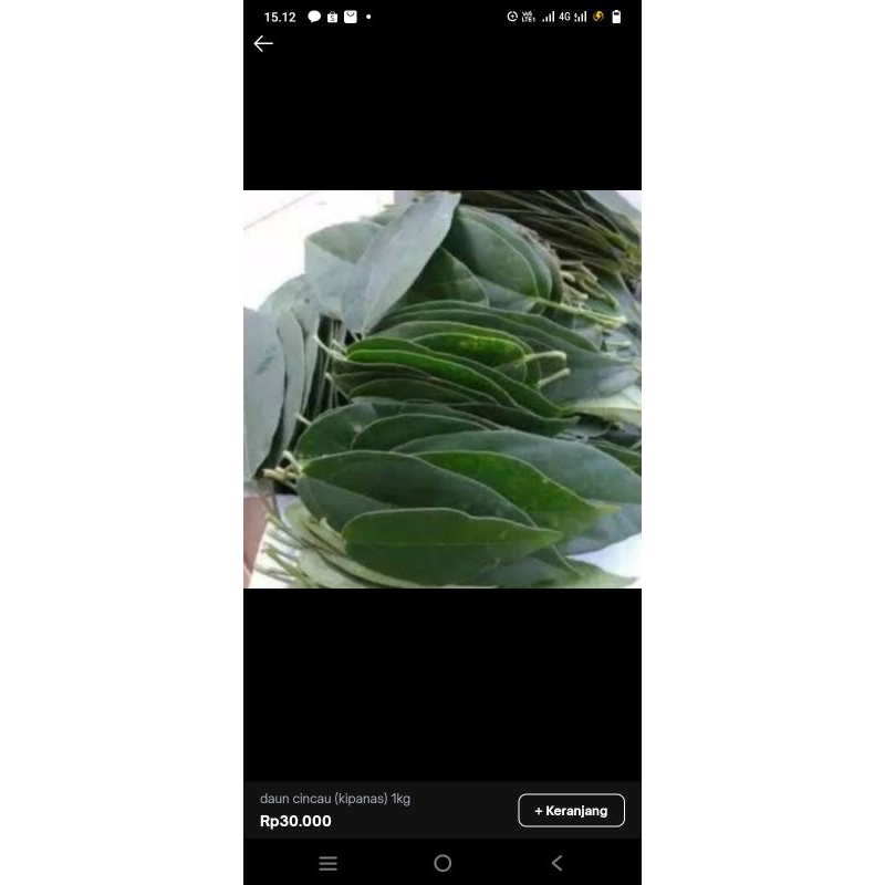 

Dau cincau segar /daun kipanas buat bikin agar agar cincau