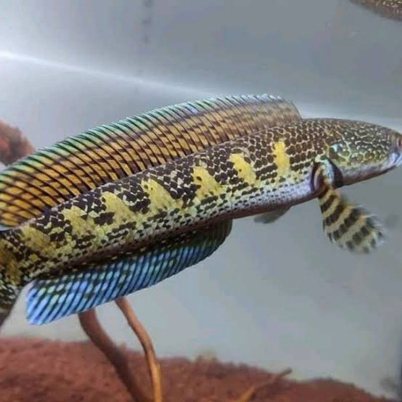 Patung Channa Auranti CB dan WC Original