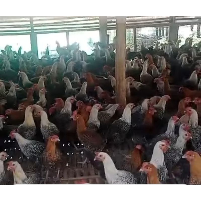 

Ayam Kampung Arab Ayam Potong Fresh Segar