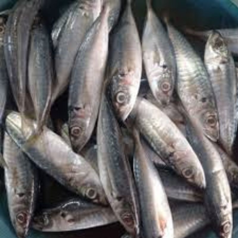 

ikan dencis biasa fresh 500gr