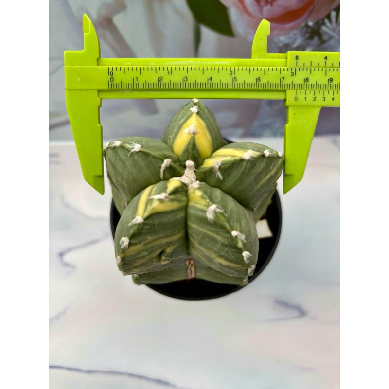 Termurah Kaktus Besar Astro Myrio Var Fukuryu Variegata Astrophytum Myriostigma