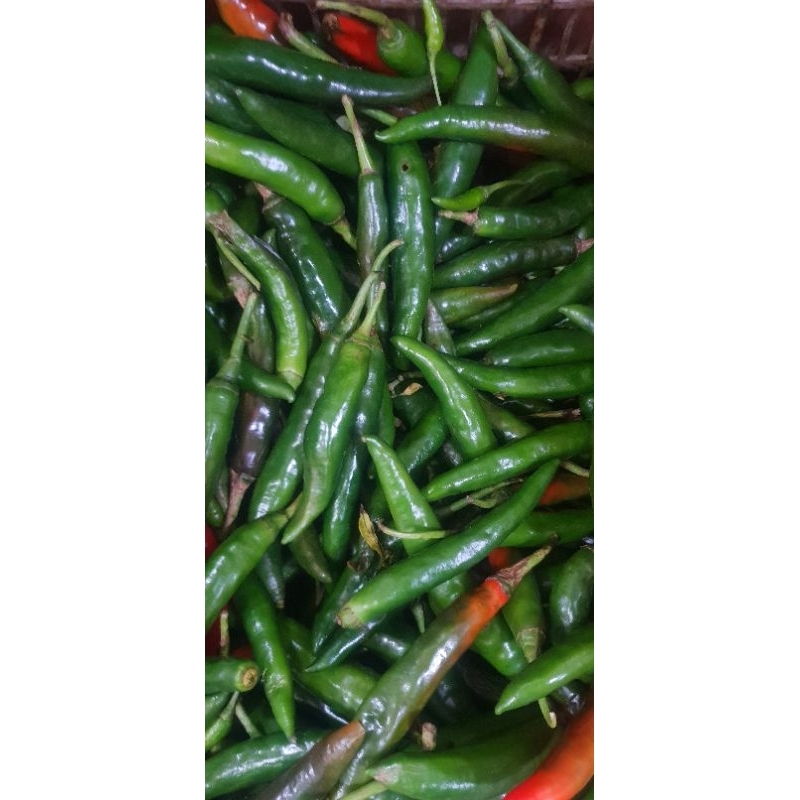 

Cabe Hijau Besar
