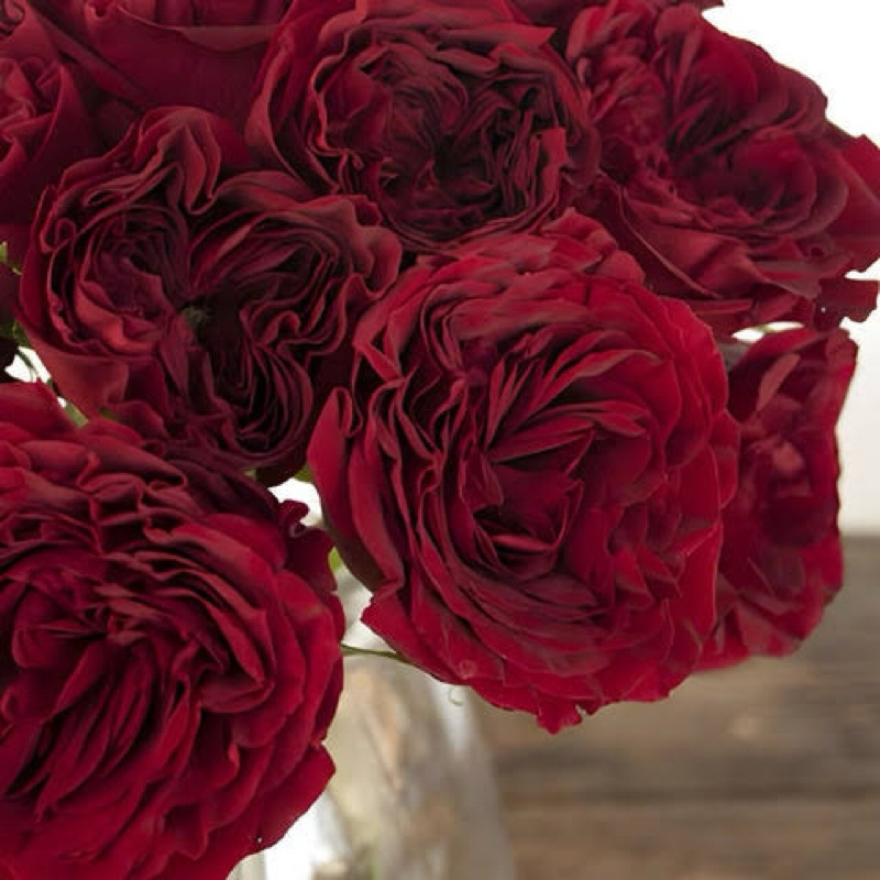 Mawar Indukan Import James Park Weding Rose