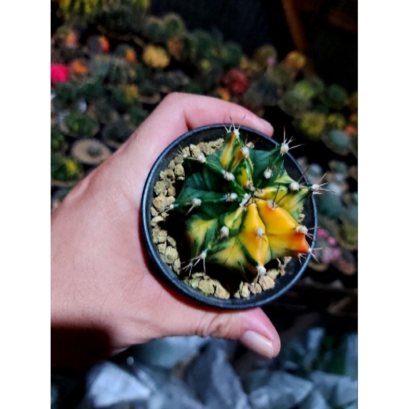 kaktus miha hybrid var on pot 8| kaktus hybrid hybrid var | gymno varigata