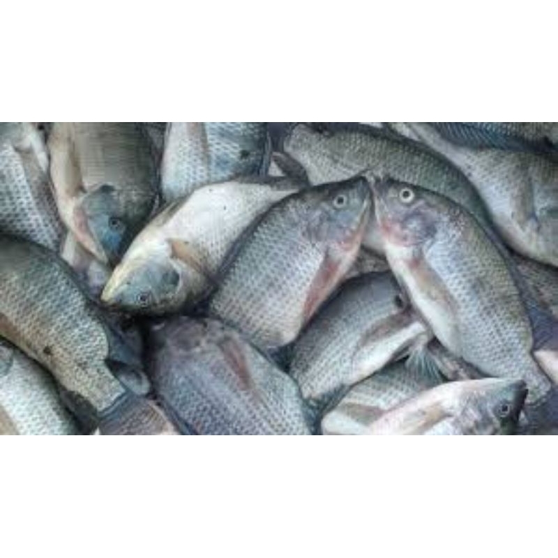 

ikan nila/ikan jair ikan segar berat 500gram